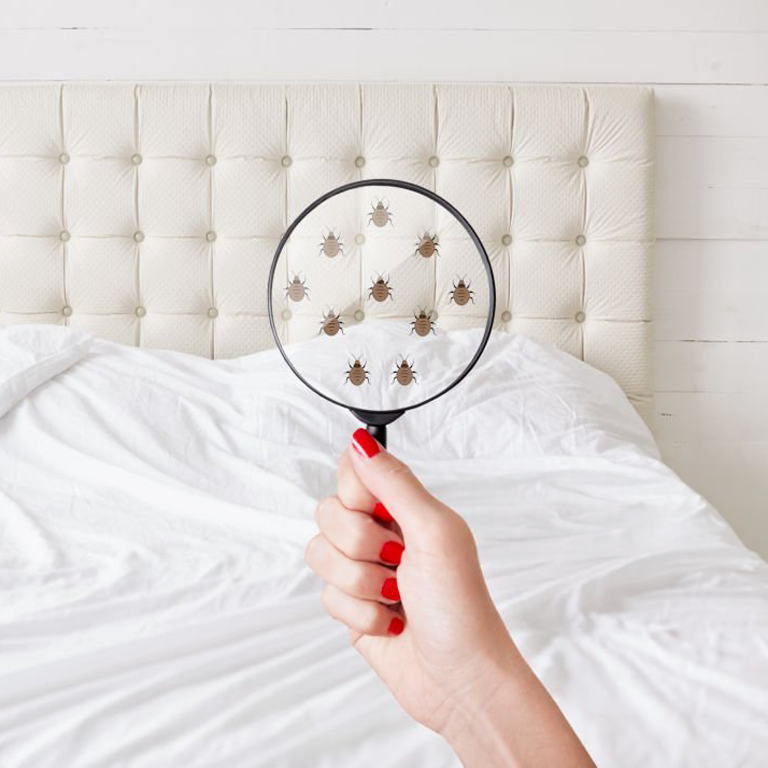 Comment reconnaître une punaise de lit ? 