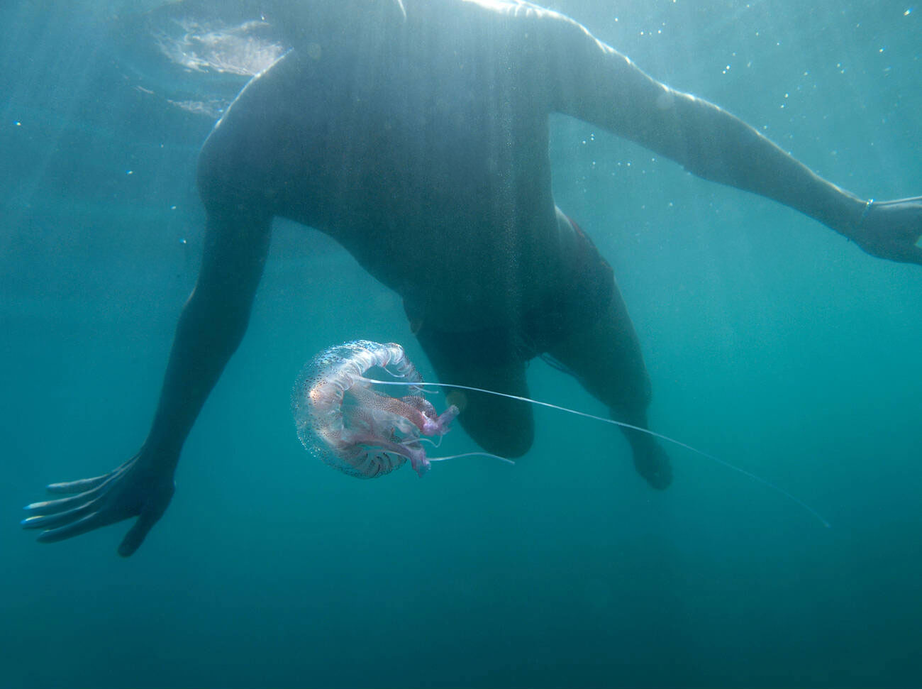 Risques piqure méduse